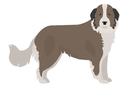 Bild für Karst-Schäferhund