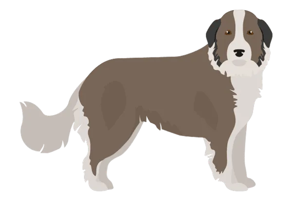 Karst-Schäferhund Bild