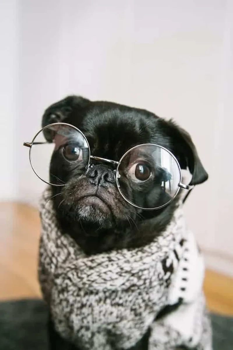 Schwarzer Mops mit Brille