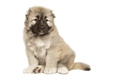 Kaukasischer Owtscharka Puppy