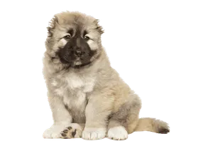 Kaukasischer Owtscharka Puppy