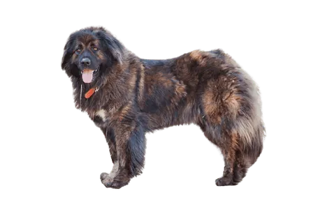 Kaukasischer Owtscharka 3