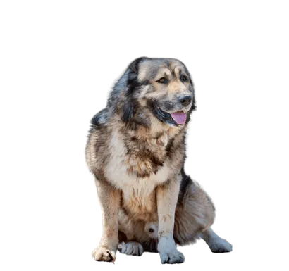 Kaukasische-Owtscharka-senior