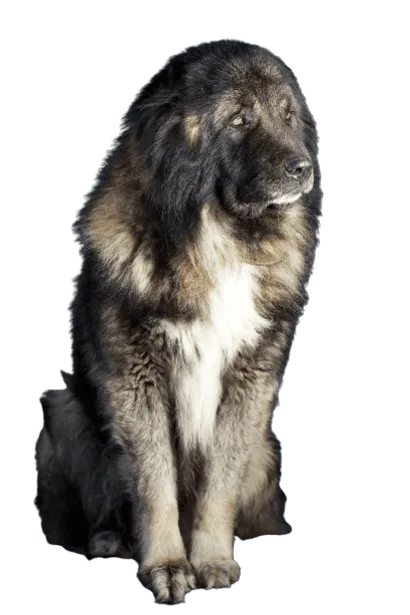 Kaukasischer Owtscharka 6