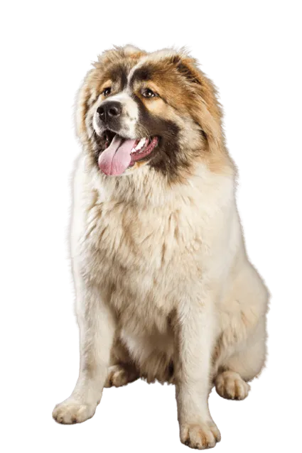 Kaukasischer Owtscharka