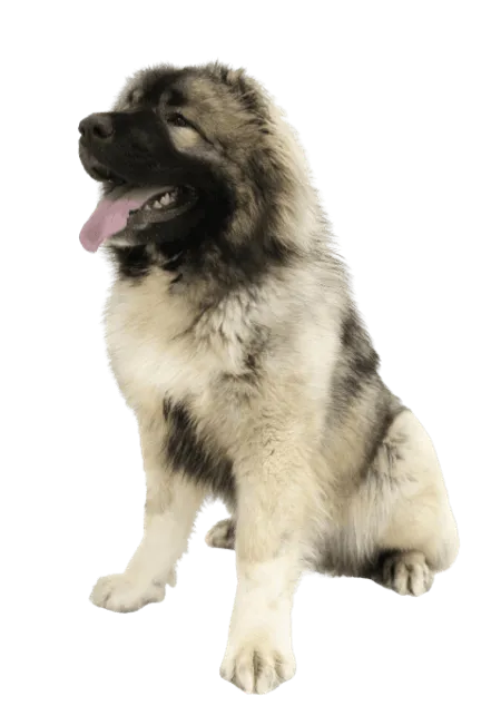 Bild für Kaukasischer Owtscharka