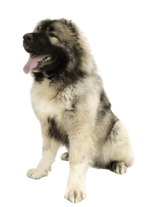 Kaukasischer Owtscharka