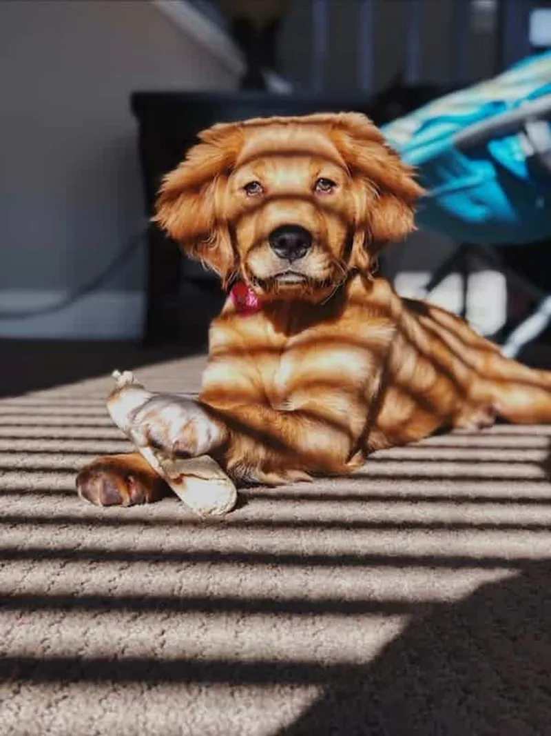 Hund mit Kauknochen
