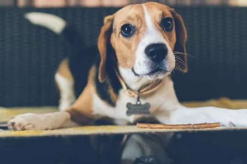 Junger Beagle mit Kaustick