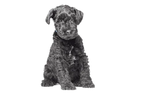 Kerry Blue Terrier