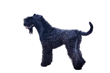 Kerry Blue Terrier