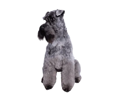 Kerry Blue Terrier
