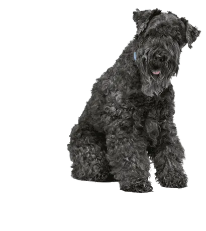 Kerry Blue Terrier