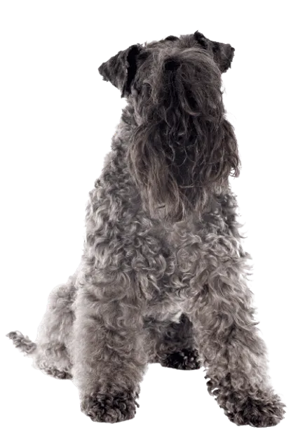 Kerry Blue Terrier