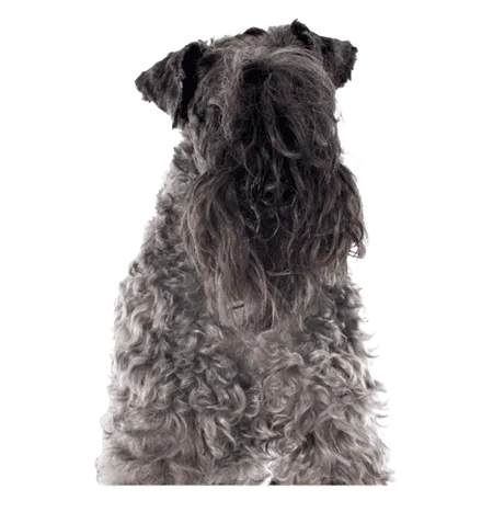 Bild für Kerry Blue Terrier