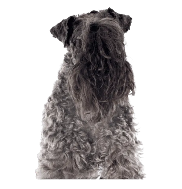 Kerry Blue Terrier Bild