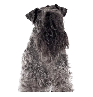 Kerry Blue Terrier