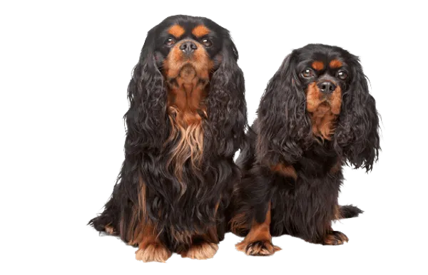King Charles Spaniel Bild