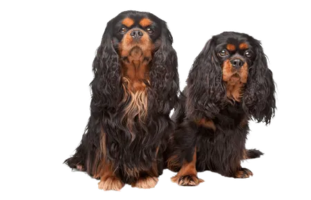 Bild für King Charles Spaniel