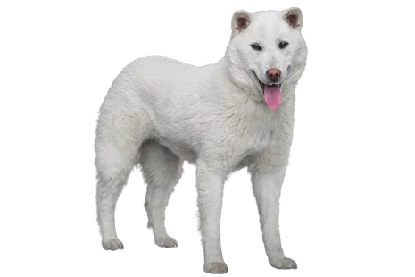 Kishu
