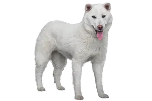 Kishu