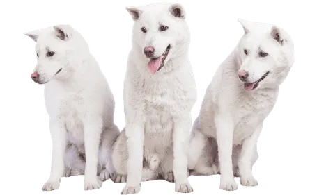 Kishu