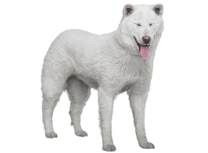 Kishu