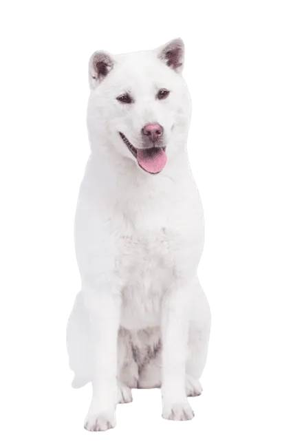 Kishu
