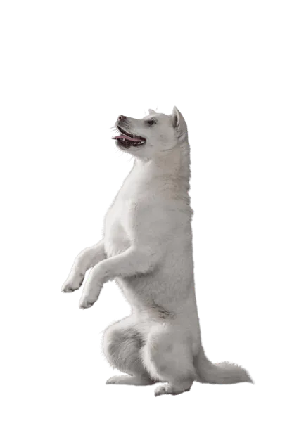 Kishu