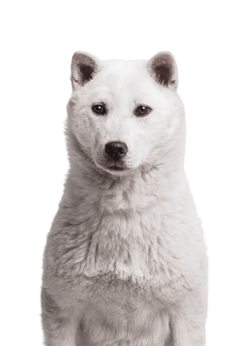 Bild für Kishu