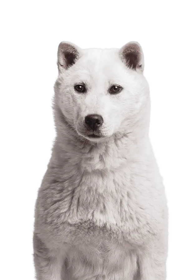 Kishu Bild
