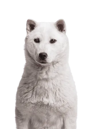 Kishu