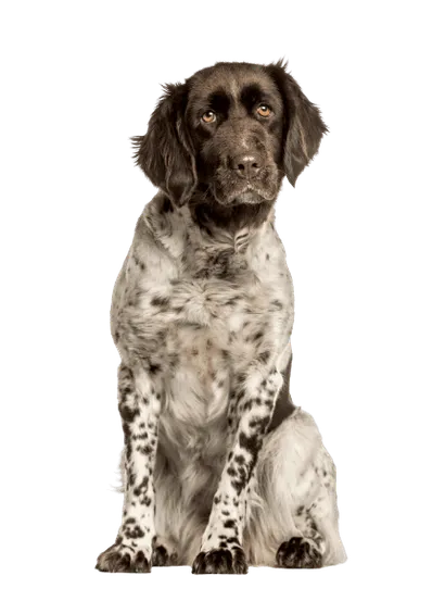 Kleiner Münsterländer Senior