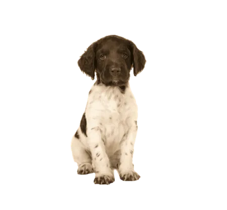 Bild für Kleiner Münsterländer