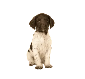 Kleiner Münsterländer