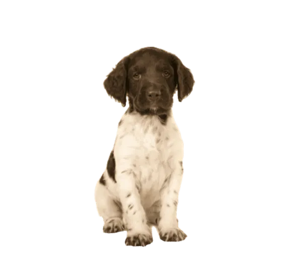 Kleiner Münsterländer Bild