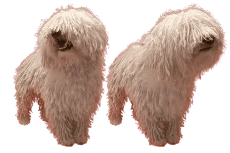 Komondor