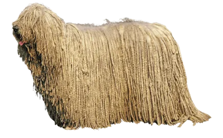 Komondor