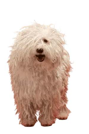 Komondor
