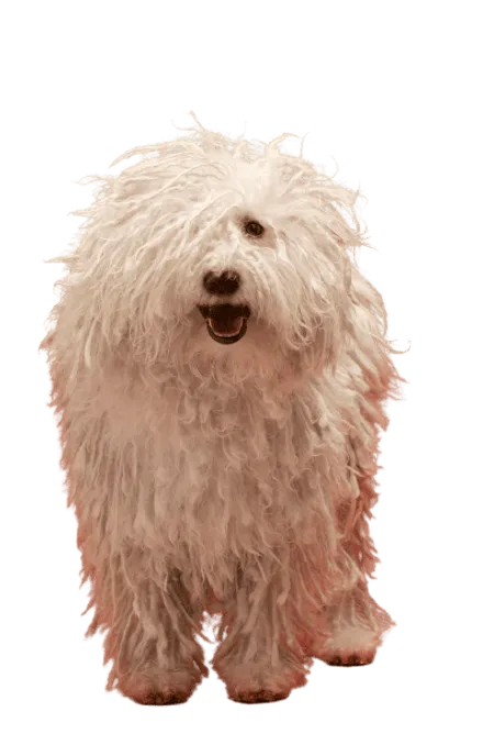 Bild für Komondor