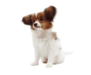 Kontinentaler Zwergspaniel