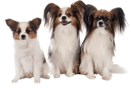 Kontinentaler Zwergspaniel