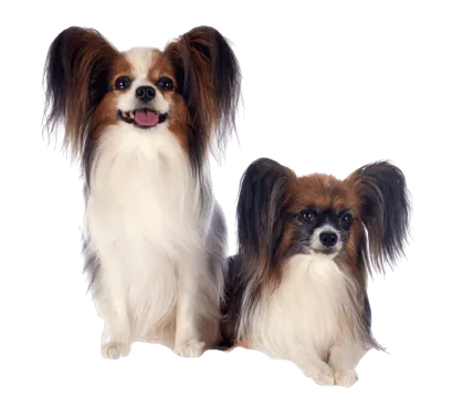 Kontinentaler Zwergspaniel