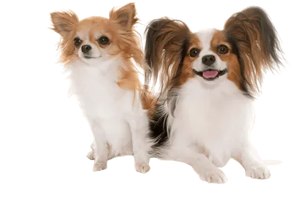 Kontinentaler Zwergspaniel