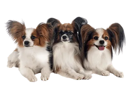 Kontinentaler Zwergspaniel