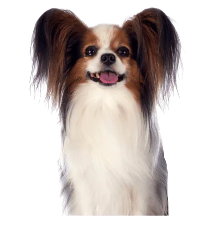 Bild für Kontinentaler Zwergspaniel