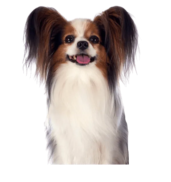 Kontinentaler Zwergspaniel Bild