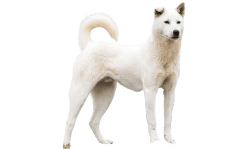 Korea Jindo Dog