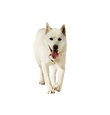 Korea Jindo Dog