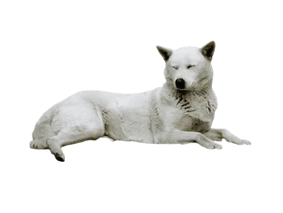 Korea Jindo Dog